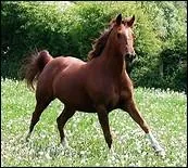 Que doit-on mettre avant de les poser ?