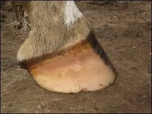 Le cheval marche sur :