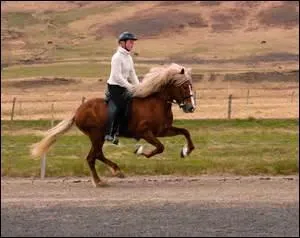 Pour un cheval qui a tendance à trousser fortement ses antérieurs, que doit-on mettre s'il porte des crampons ?