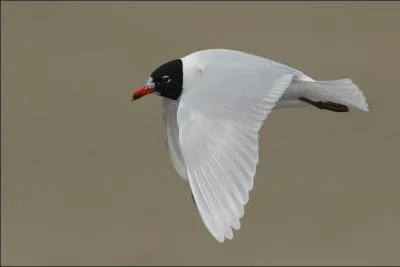 Au printemps, sur nos plages, quel oiseau de mer est reconnaissable à sa tête brun foncé ?
