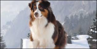Quiz Races de chiens