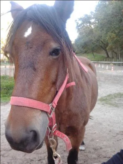 Quelle partie n'est pas sur le licol ?