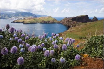 Quelle curiosité naturelle pourrez-vous observer à Porto Moniz, sur la côte nord de l'Île de Madère ?