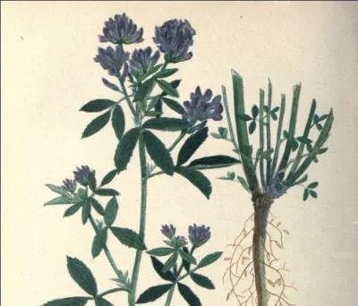 D'après le papyrus d'Edwin Smith, il y avait trois types de praticiens. Le sinou :