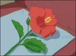 Quelle est la fleur préférée de Lucie ?