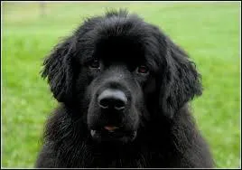 Vient-il du Canada ?