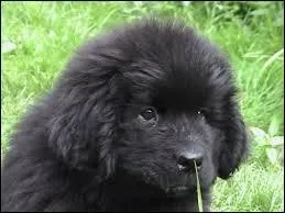 Son espérance de vie est-elle d'environ 11 ans ?