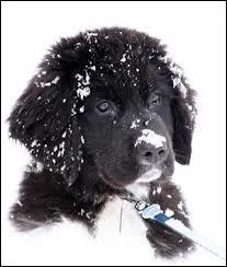 Est-il méchant avec les enfants ?