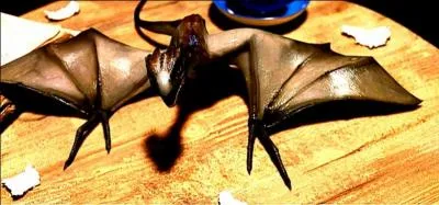 Quelle est la race de Norbert, le dragon d'Hagrid ?