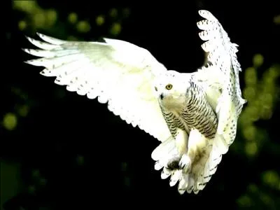 Quelle est la race d'Hedwige, la chouette d'Harry ?