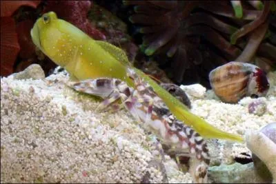 Poisson du littoral qui se fixe aux rochers par sa nageoire ventrale en forme de ventouse.