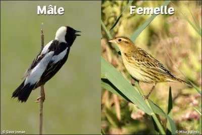 Passereau chanteur, insectivore et granivore d'Amérique du Nord :