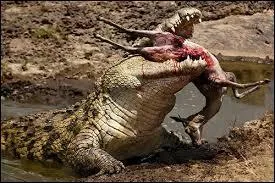 Le crocodile marin fait partie des plus gros spécimens de la planète. Dans quelles parties du monde en trouve-t-on ?