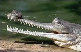 Ce crocodilien asiatique au régime alimentaire piscivore a la particularité d'avoir une très longue et fine mâchoire, comparé à ses cousins que sont l'alligator, le crocodile et le caïman. Comment se nomme-t-il ?