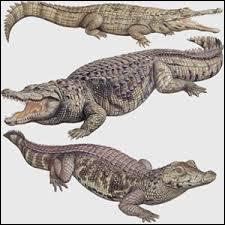 Avant tout, il faut savoir qu'il existe plusieurs familles de "crocodiliens". Sur un plan physique, comment différencie-t-on un crocodile d'un alligator/caïman ?