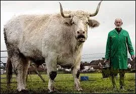 Bien évidemment, vous n'hésiterez pas à me répondre qu'un taureau est :