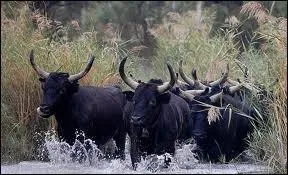 Cette région naturelle française est fort connue pour l'élevage de taureaux. Il s'agit :