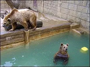 Malgré mon aspect lourdaud, je suis agile et j'ai des réflexes rapides. Je suis le plus grand carnivore européen.