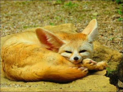 Je suis la plus petite espèce de canidés au monde. Mes longues oreilles dressées me permettent d'entendre les plus petits bruits que font mes proies. On m'appelle le renard des sables ou...
