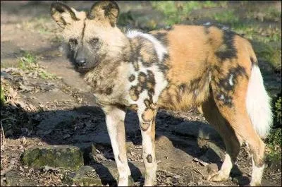 Mammifère carnivore de la famille des canidés, "loup peint" ou "chien-hyène", je suis...