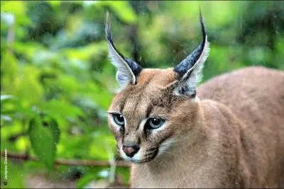 Félin solitaire d'Afrique et d'Asie, je chasse seul, la nuit, dissimulé dans la végétation des savanes et des steppes. Qui suis-je ?