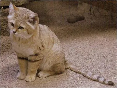 Habitant des déserts sablonneux d'Afrique et d'Asie centrale, nocturne et solitaire, je m'abrite la journée dans une cavité creusée dans le sable. Qui suis-je ?