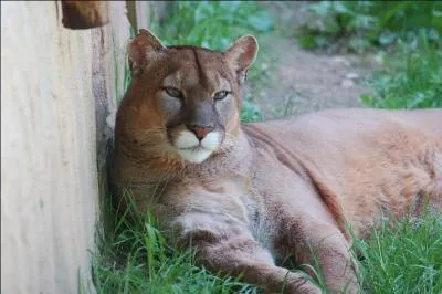 Je suis un félin qui vit sur le continent américain. De tous les grands félins, je suis le seul qui ronronne comme un chat. On m'appelle aussi "Cougar" ou "lion des montagnes".