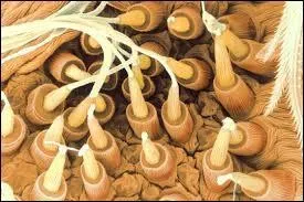 Je marche comme un cafard, je descends sur un fil à la naissance et je mange mes plus petits frères et surs, qui suis-je ?