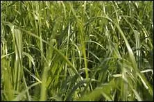 Selon Tallemant des Réaux, ce poète français « estoit le plus mauvais récitateur du monde. Il gastoit ses plus beaux vers en les prononçant. ».
Insérez la 9e consonne de l'alphabet pour trouver le nom complet.