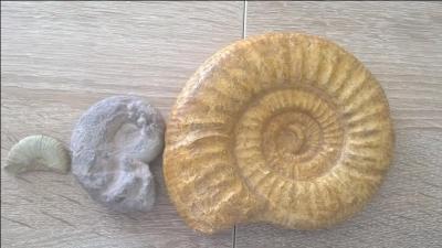 Quel est le nom de ce fossile ?