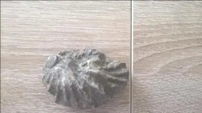 Quel est le nom de ce fossile ?