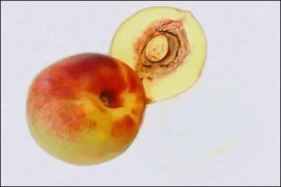 Fruit qui tient de la pêche et de l'abricot dont la pulpe adhère très fort au noyau :