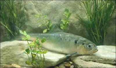 Poisson de mer voisin de la sardine, à chair estimée, venant pondre dans les cours d'eau au printemps :