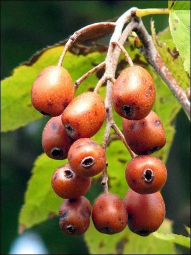 Fruit rouge à la saveur acidulée :