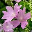 Quiz Nature