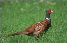 Quelle est la femelle du faisan ?