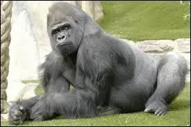Quelle est la femelle du gorille ?