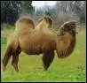 Quelle est la femelle du chameau ?