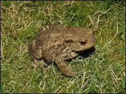 Quelle est la femelle du crapaud ?