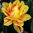 Quiz Fleurs