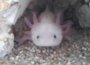 Quiz Axolotl