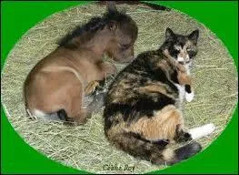 Quelle est la race de ce poulain ?