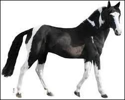 Quelle est sa race ?