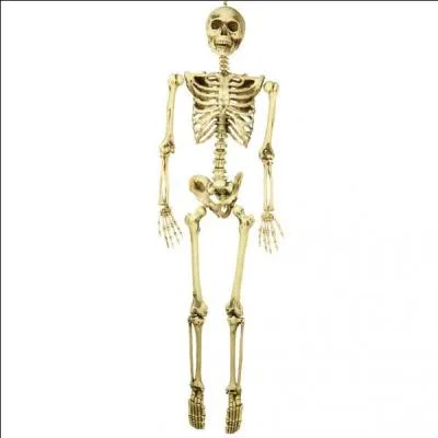 Où est situé l'os naviculaire ?