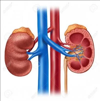 Y a-t-il une différence entre le rein gauche et le rein droit ?