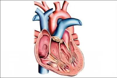 Quelle est la forme du cur ?