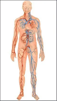 Où est située l'artère poplitée ?