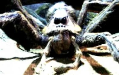 Comment s'appelle l'amie araignée géante d'Hagrid ?
