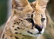 Quiz Le serval