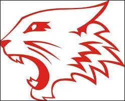 Quel est le nom de leur équipe ?